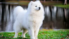 Die acht seltensten und teuersten Hunderassen der Welt: Merkmale und interessante Fakten