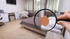 Wie Sie sich mit wirksamen Hausmitteln vor Bettwanzen schützen können 