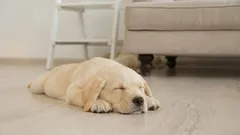 Warum laufen Hunde vor dem Schlafengehen im Kreis? Die Antwort mag viele überraschen.